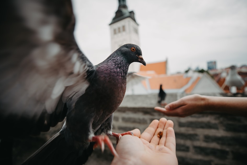 Meet the Philadelphia Pigeons