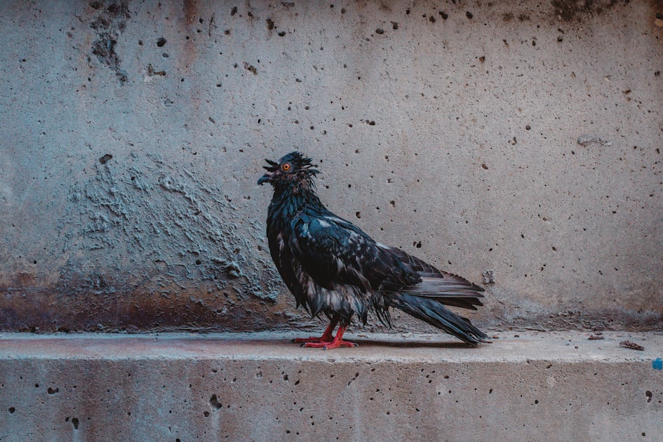 Join the Pigeons Family